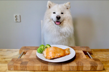 Dog Diet You Need To Know