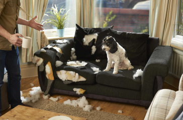 Why Dogs Bite and Destroy Furniture and How to Prevent It Effectively